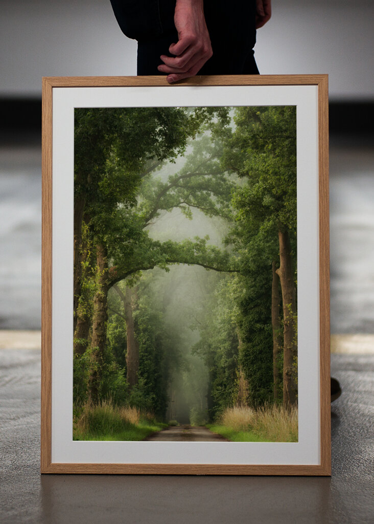 Misty summer forest road