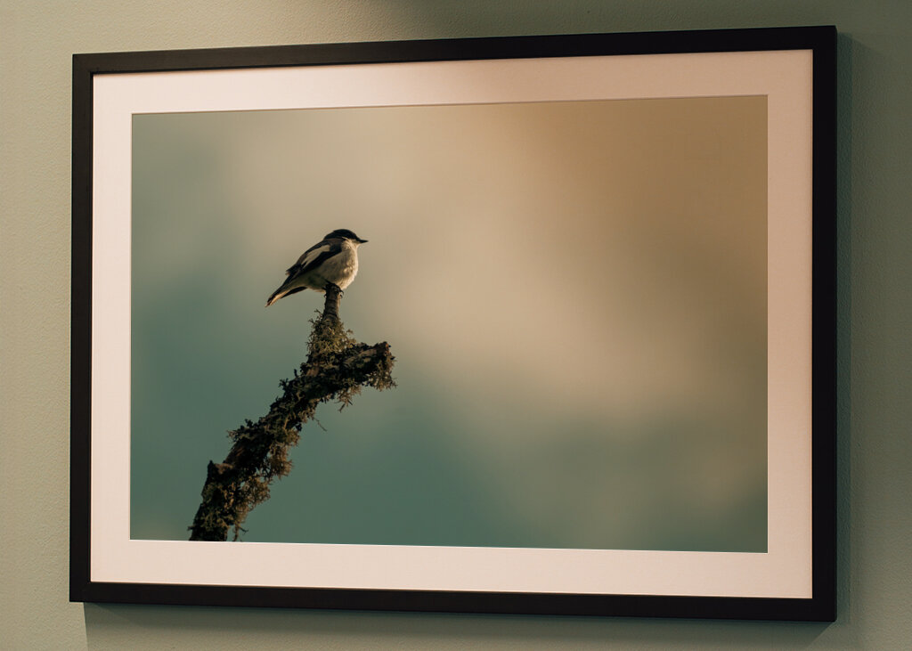 Kleiner Vogel auf Ast