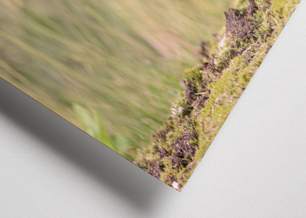 Pheasant in the Forest