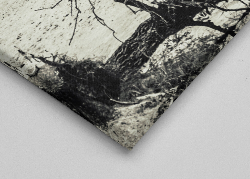 Zebras fighting on the savanna