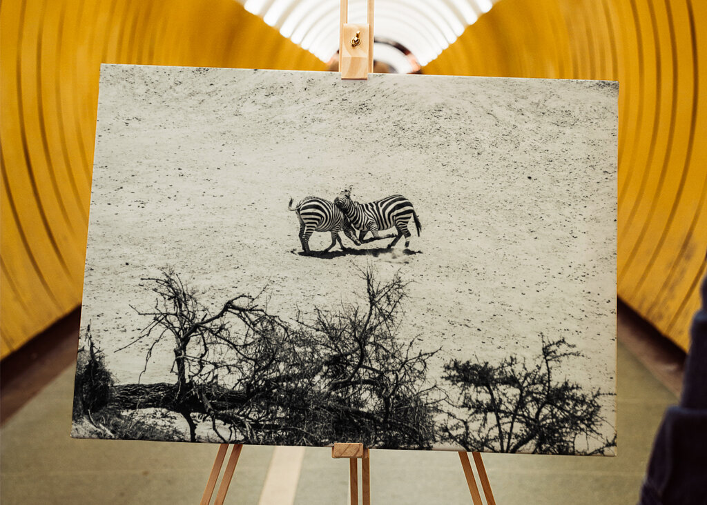 Zebras fighting on the savanna