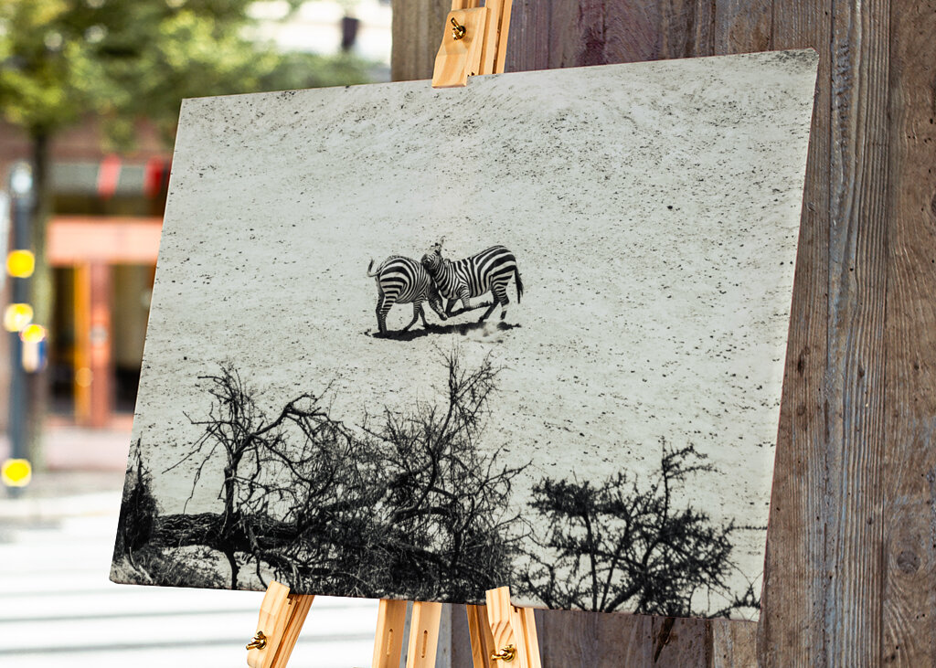 Zebras fighting on the savanna