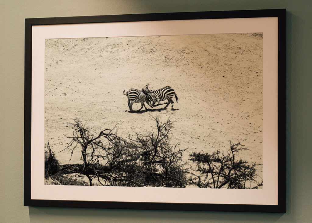 Zebras fighting on the savanna