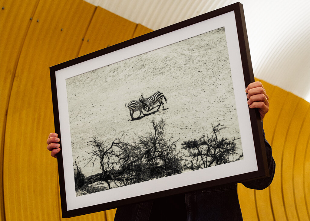 Zebras fighting on the savanna