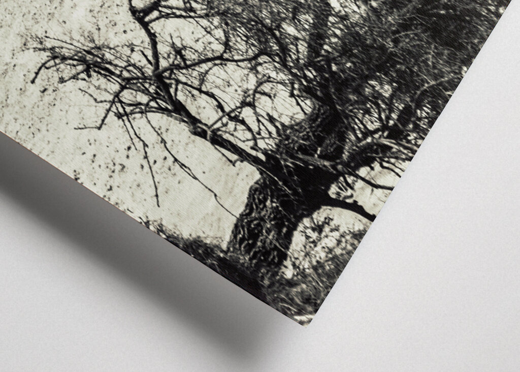 Zebras fighting on the savanna