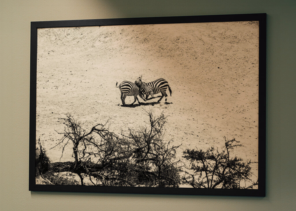 Zebras fighting on the savanna