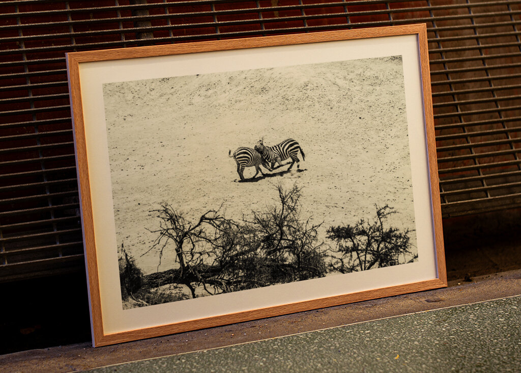 Zebras fighting on the savanna