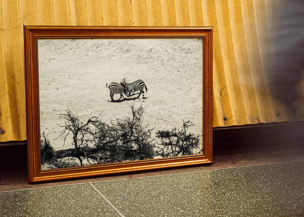 Zebras fighting on the savanna