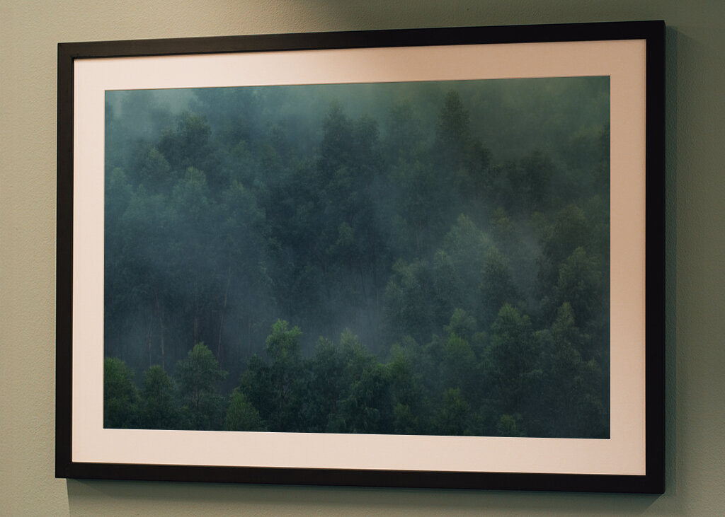 Misty Forest Portugal