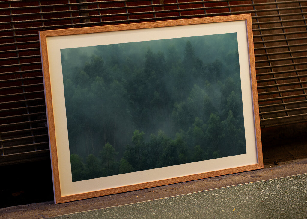 Misty Forest Portugal