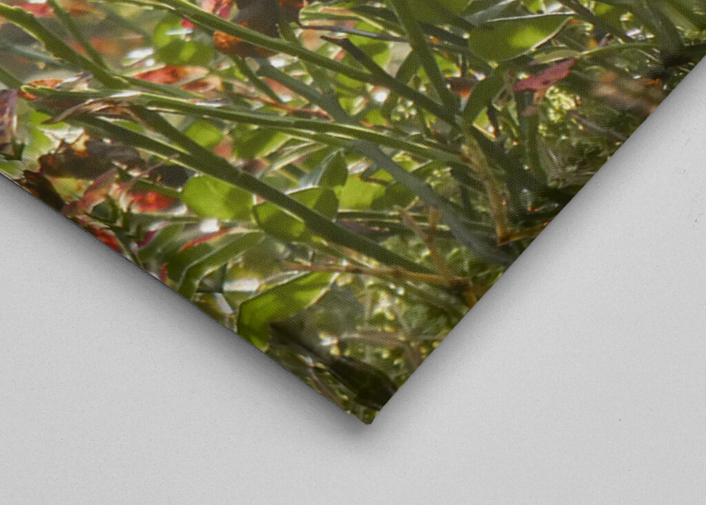 Autumn in the blueberry forest