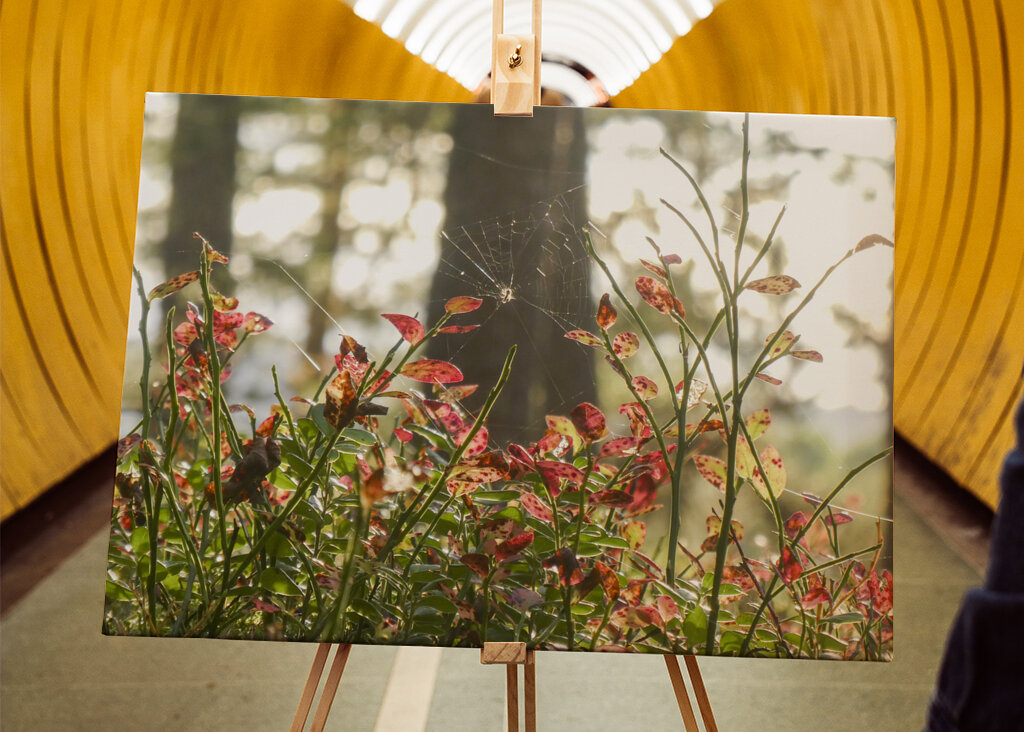Autumn in the blueberry forest
