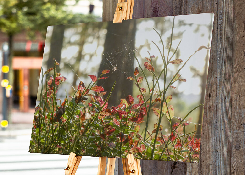 Autumn in the blueberry forest