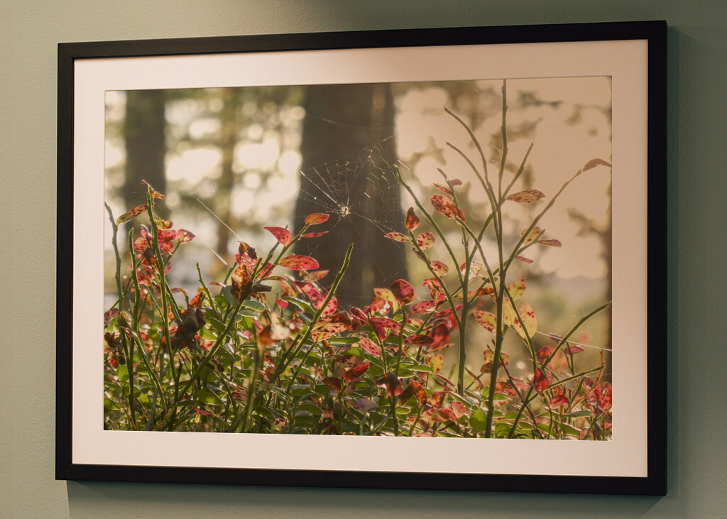 Autumn in the blueberry forest