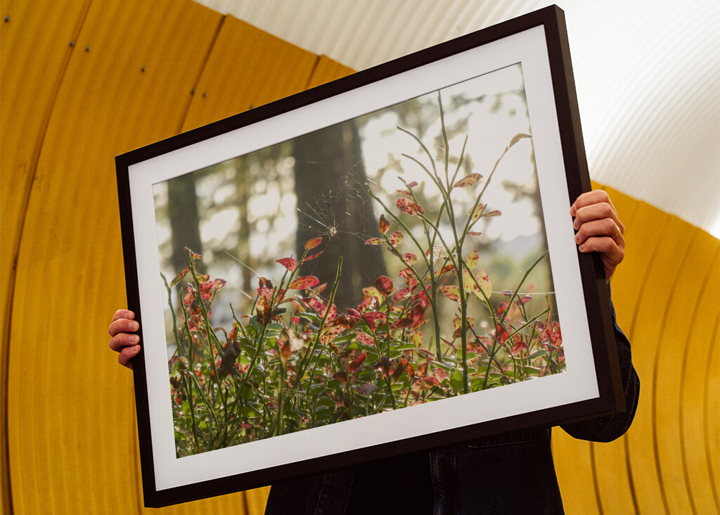Autumn in the blueberry forest