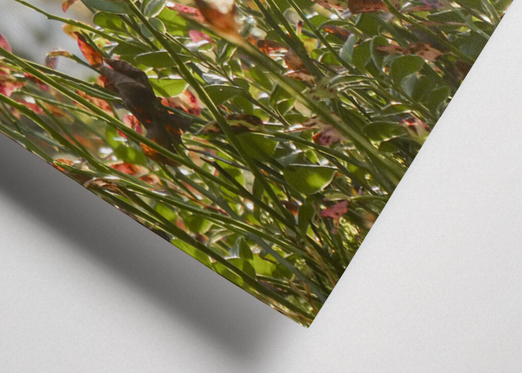 Autumn in the blueberry forest