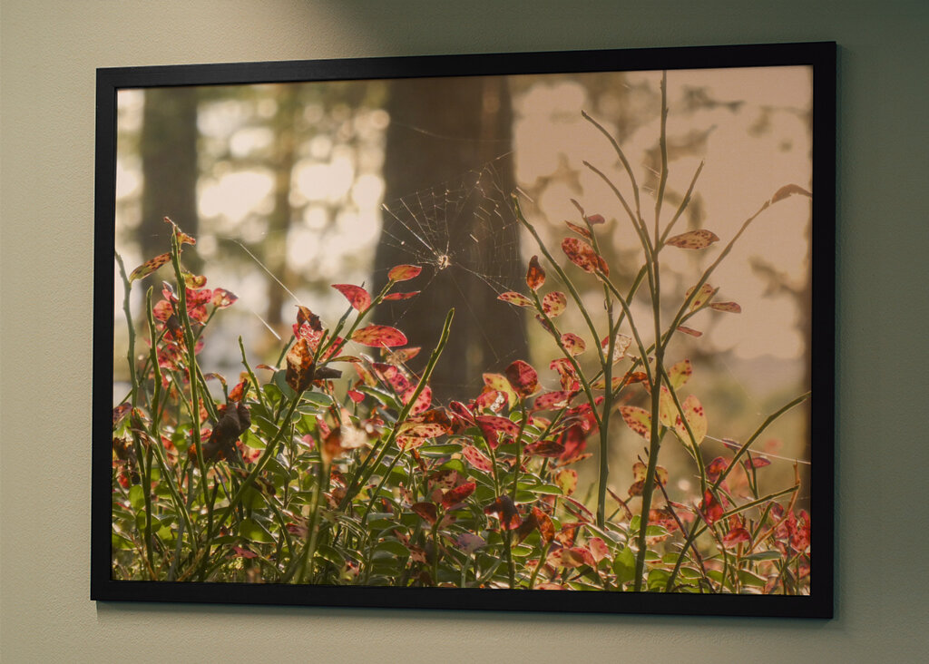Autumn in the blueberry forest