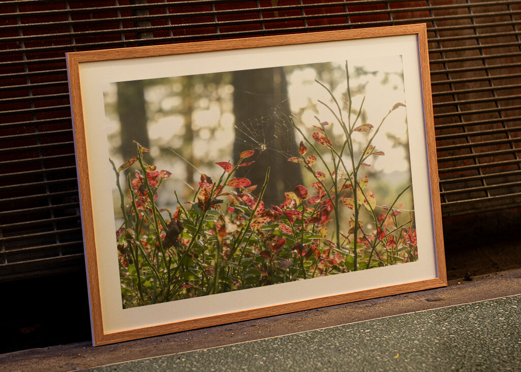Autumn in the blueberry forest