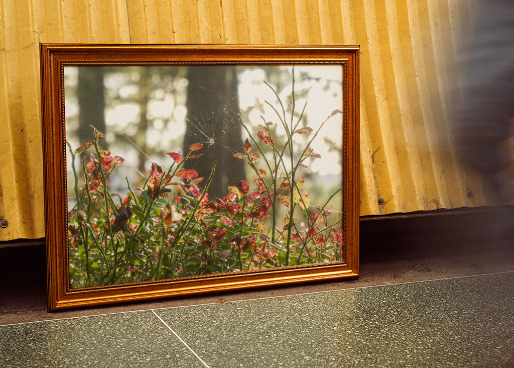 Autumn in the blueberry forest