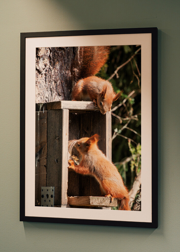 Rote Eichhörnchen am Futterhäuschen, H