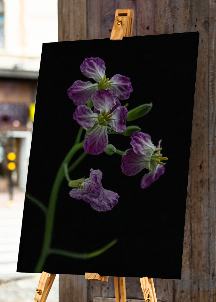 Wild radish flower