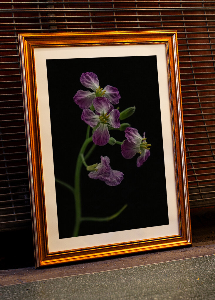 Wild radish flower