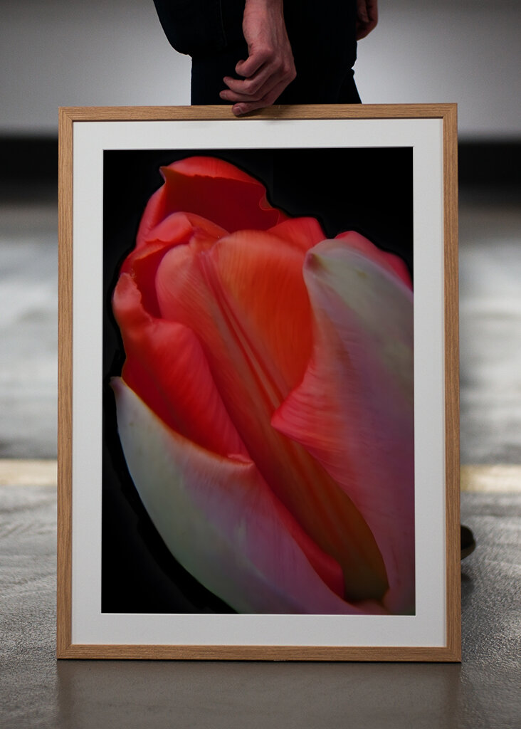 red tulip blossom