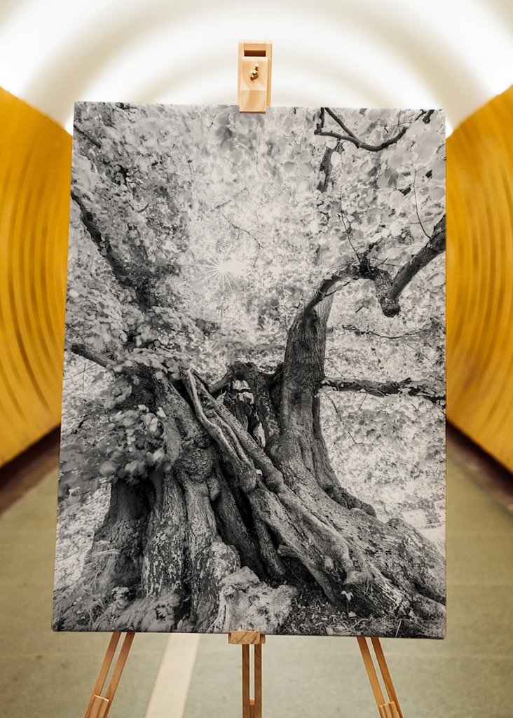 Tilo gigante, Speck, Alemania