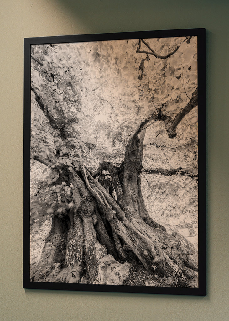 Tilo gigante, Speck, Alemania