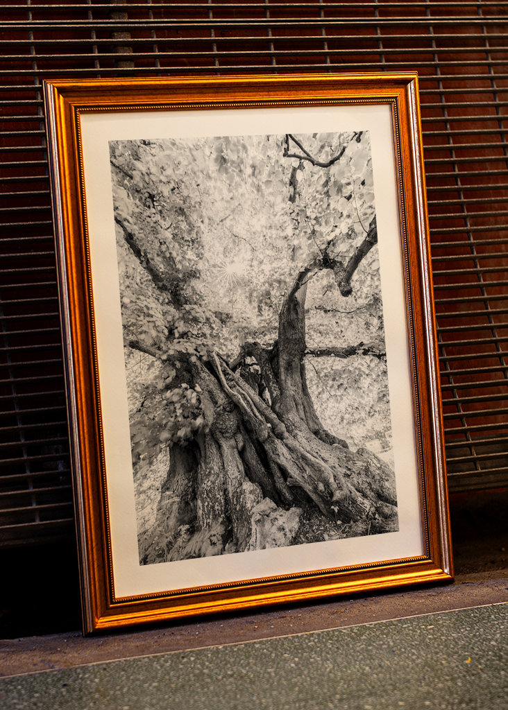 Tilo gigante, Speck, Alemania