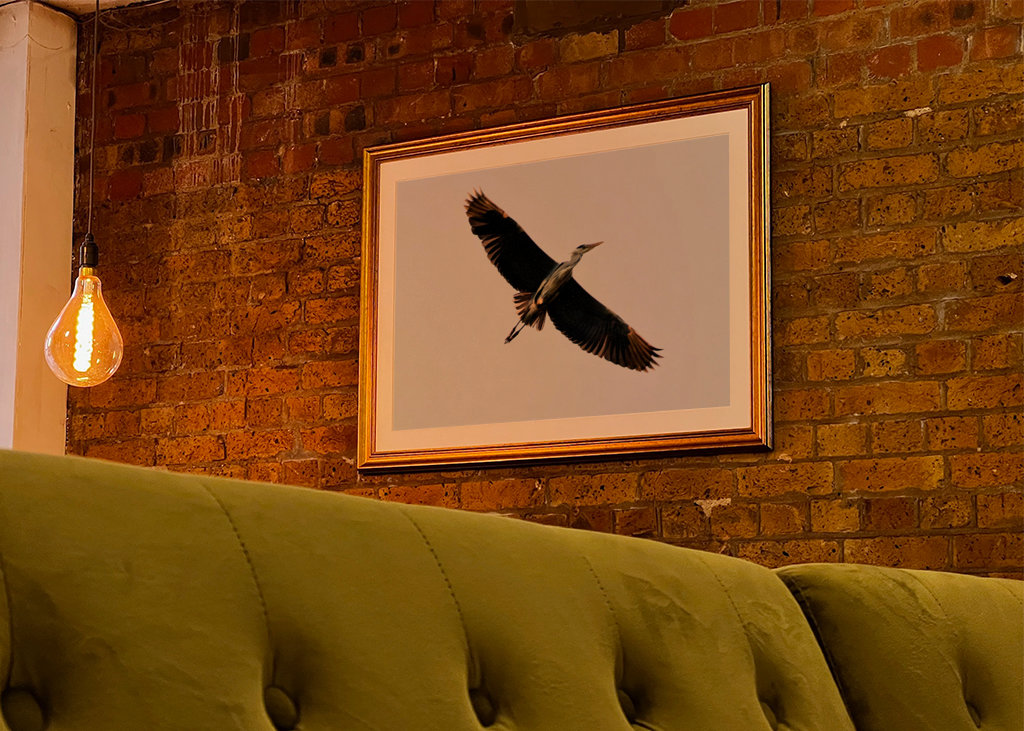 Airone cenerino al tramonto