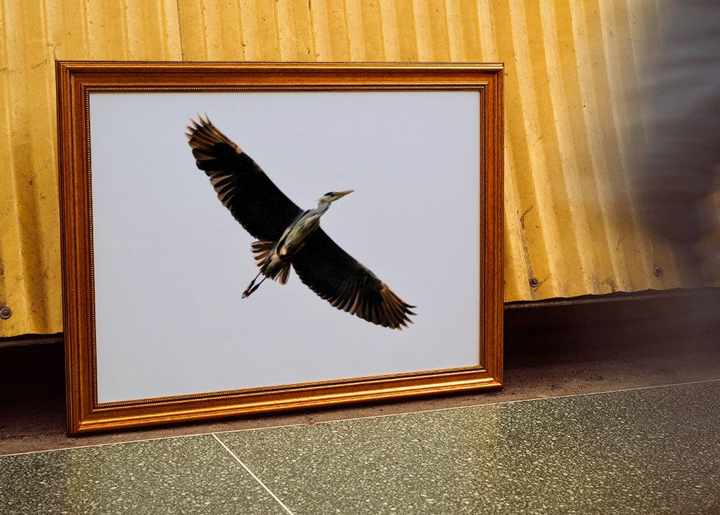 Airone cenerino al tramonto