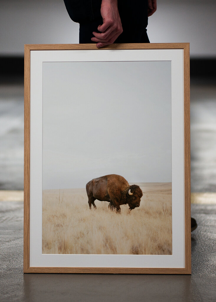  Rustic Bison