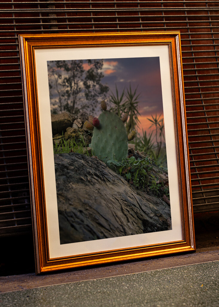 Dreaming Cactus