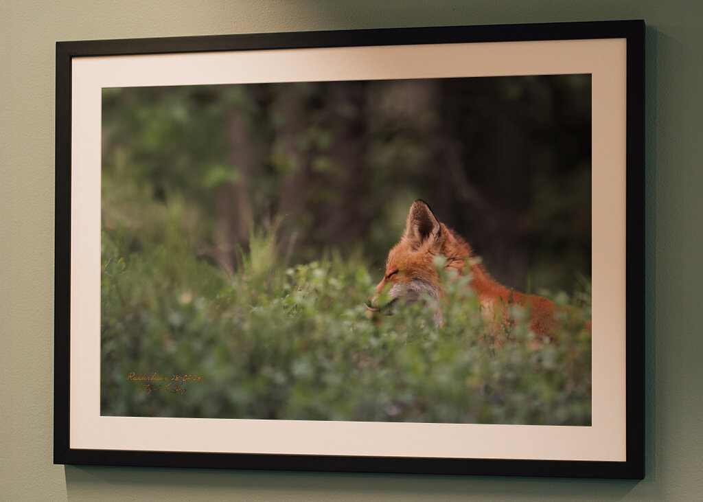 Ræveunge i solstråle