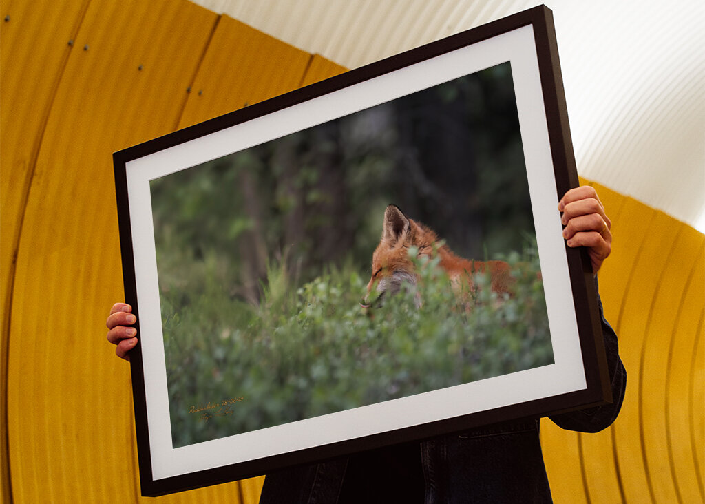 Ræveunge i solstråle