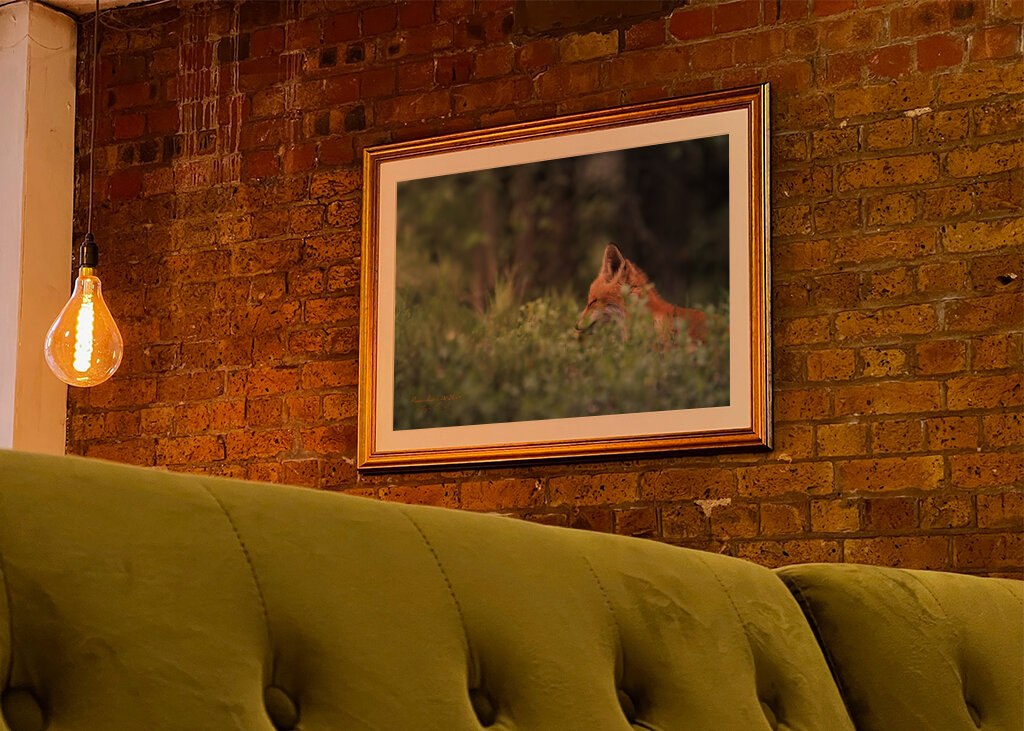 Ræveunge i solstråle