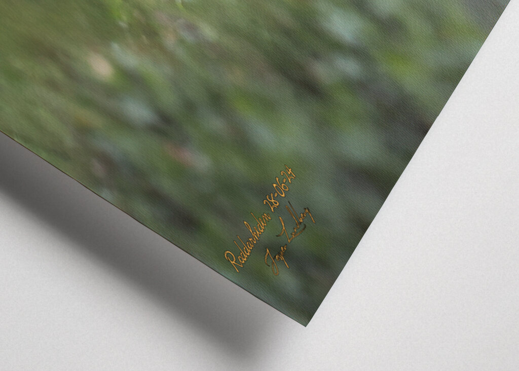 Ræveunge i solstråle