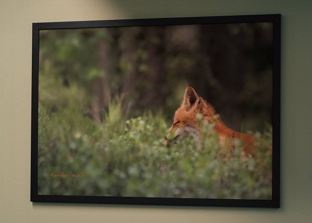 Ræveunge i solstråle
