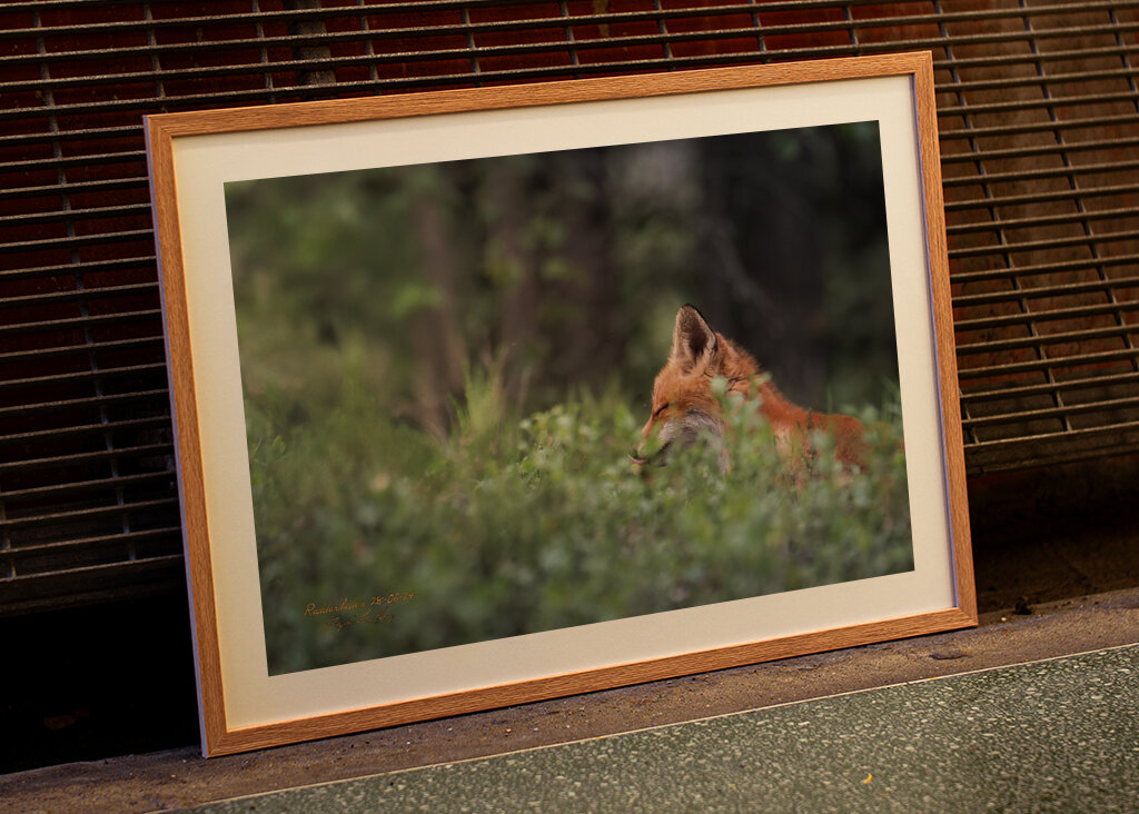 Ræveunge i solstråle