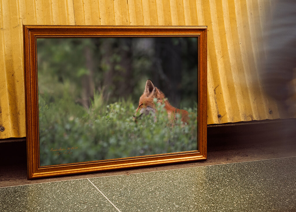 Ræveunge i solstråle