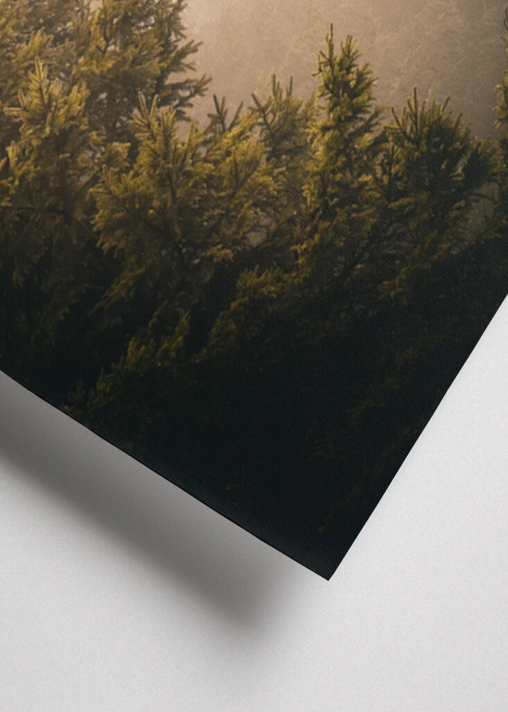 A köd suttogása: Az elvarázsolt erdő nyugalma