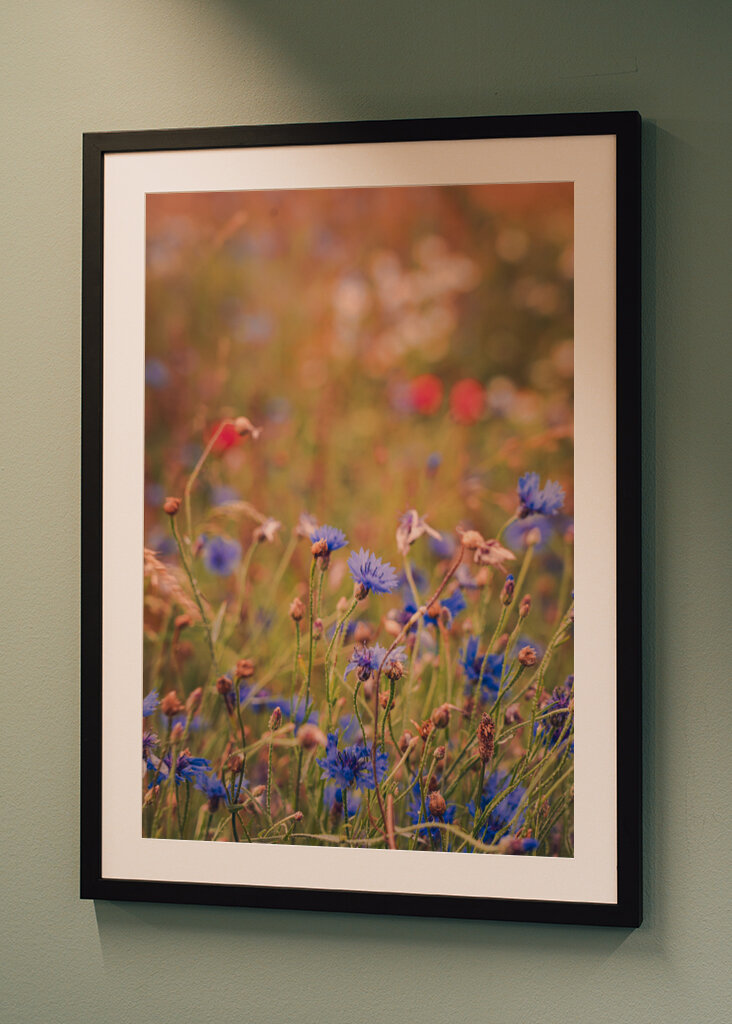 Kornblomst i oktober