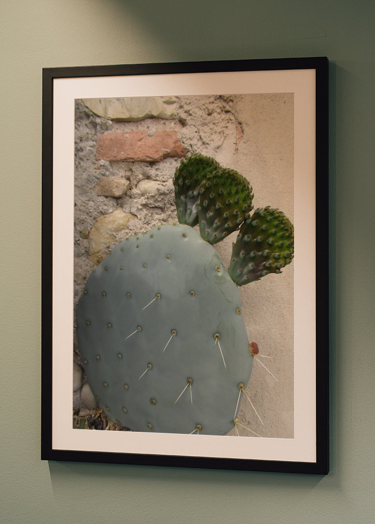 Cactus