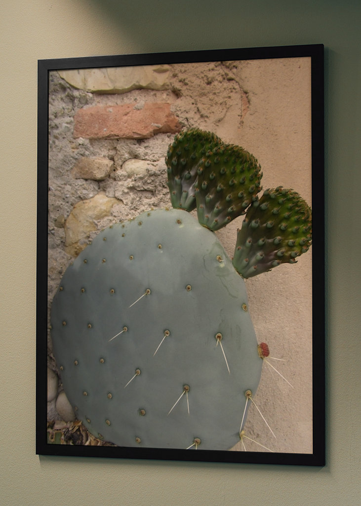 Cactus