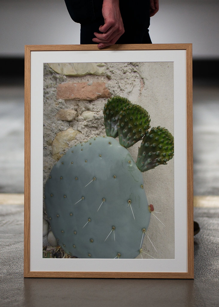 Cactus