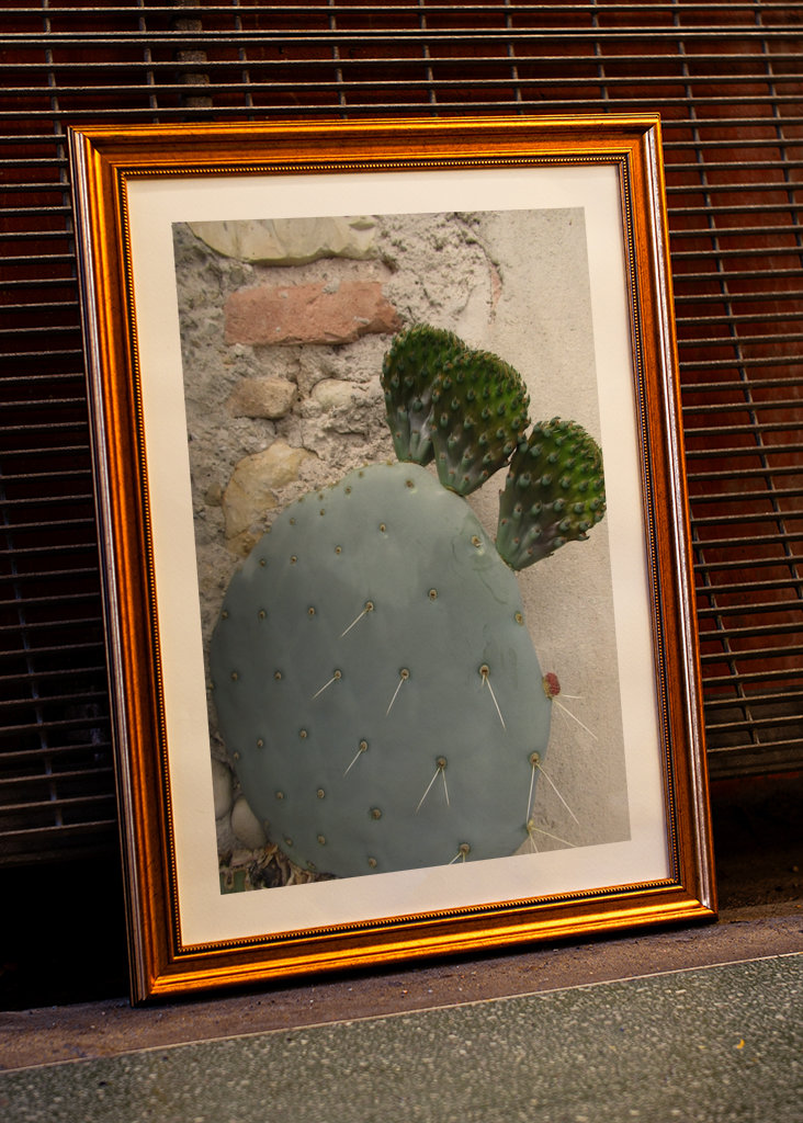 Cactus