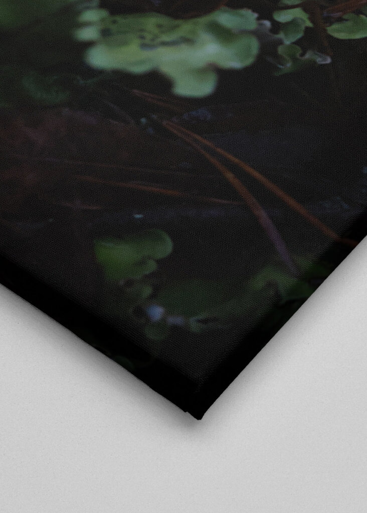 En frodig undervegetation