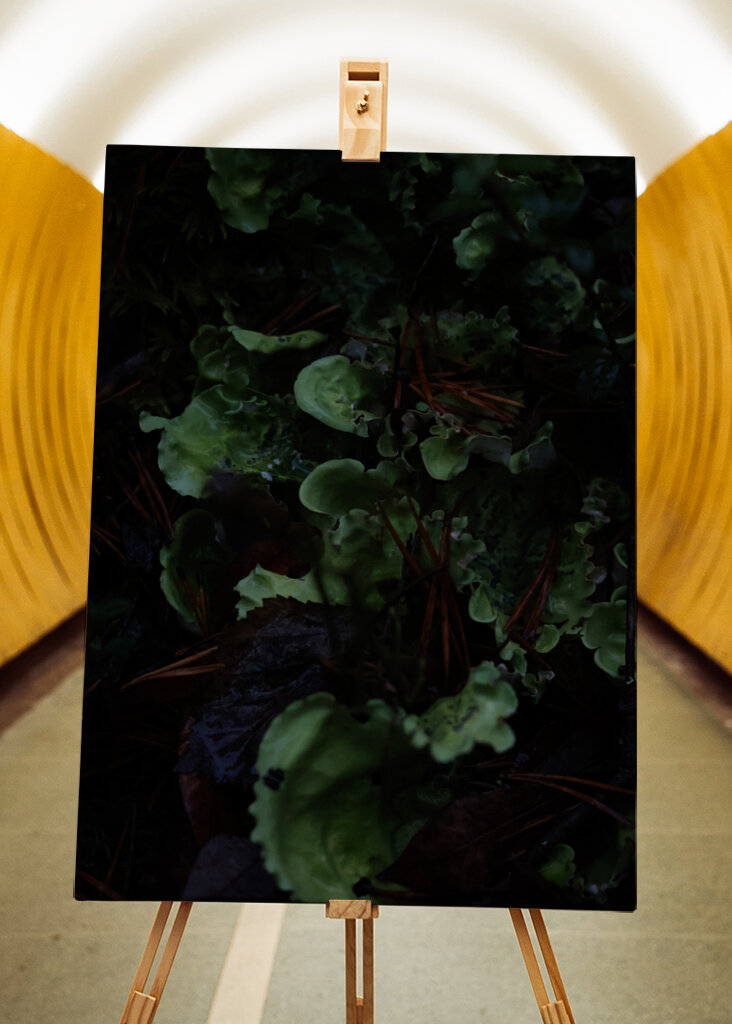 En frodig undervegetation