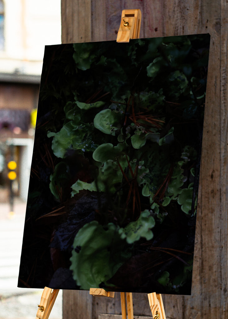 En frodig undervegetation